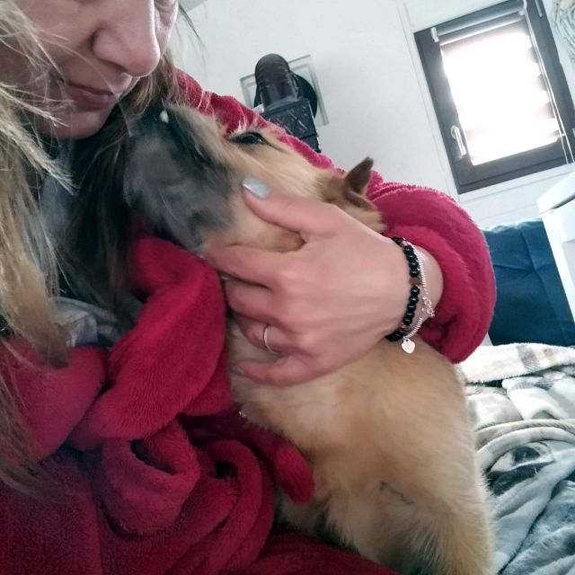 Hündinnen in Rumänien ab 12 Monate, Dorina