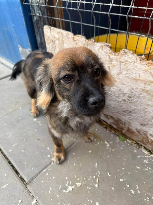 Rüden in Deutschland bis 11 Monate, Karlo