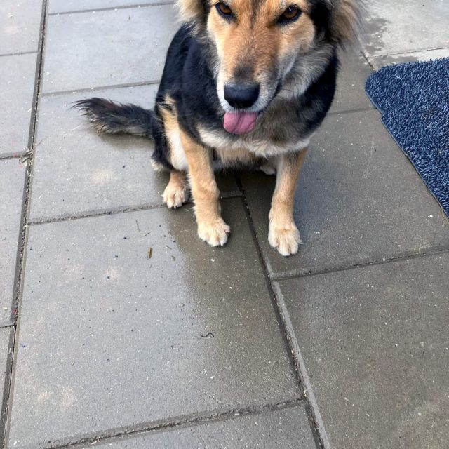 Hündinnen in Rumänien ab 12 Monate, Foxy