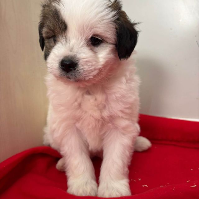 Rüden in Rumänien bis 11 Monate, Benjie