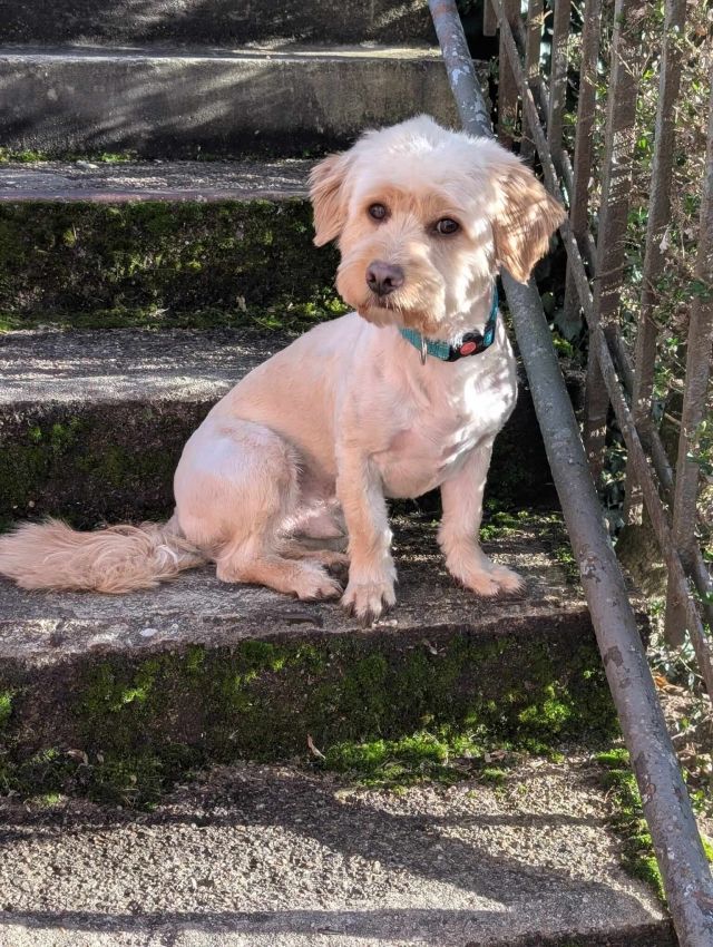 Rüden in Deutschland ab 12 Monate, Teddy