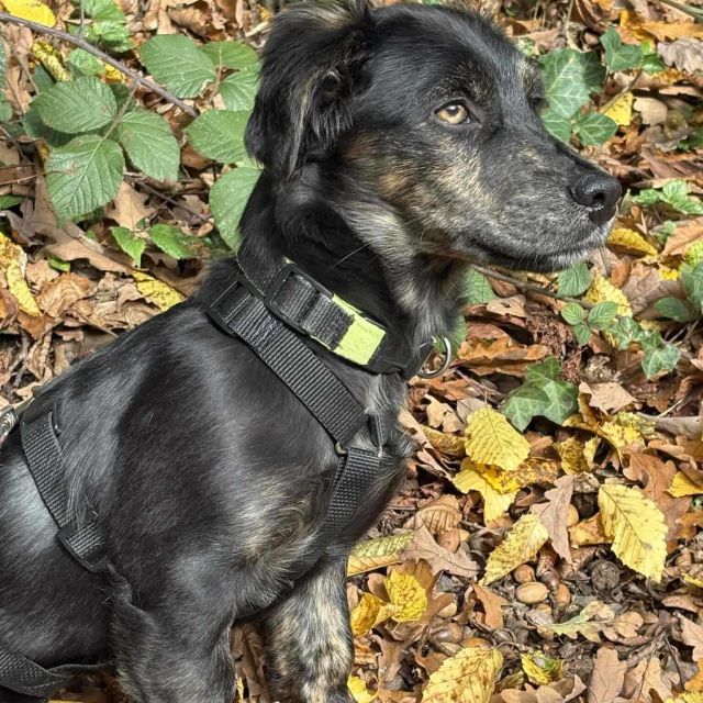 Rüden in Deutschland bis 11 Monate, Muffin