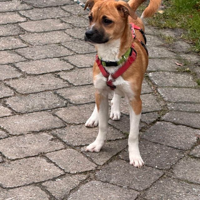 Hündinnen in Deutschland bis 11 Monate, Kiki