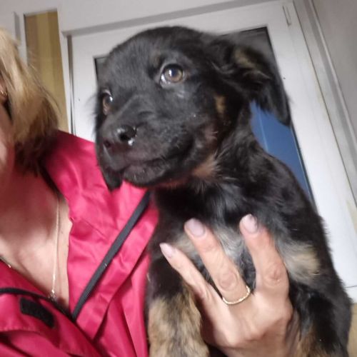 Rüden in Rumänien ab 12 Monate, Theo