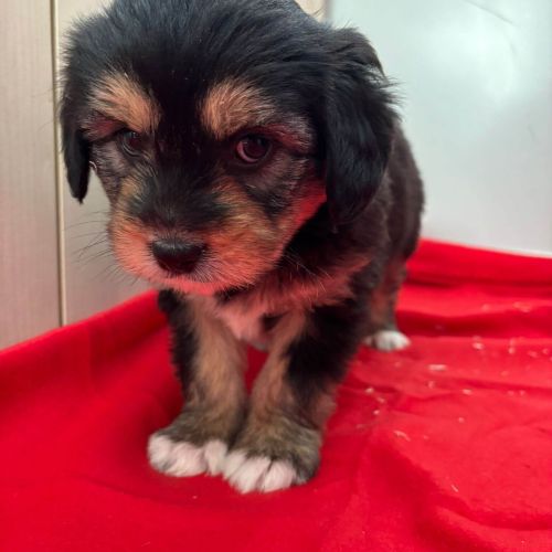 Rüden in Rumänien bis 11 Monate, Beari