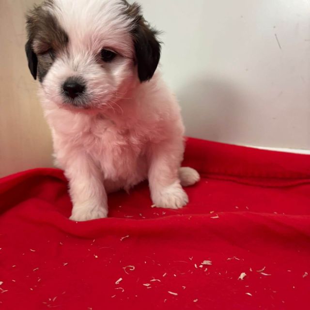 Rüden in Rumänien bis 11 Monate, Benjie