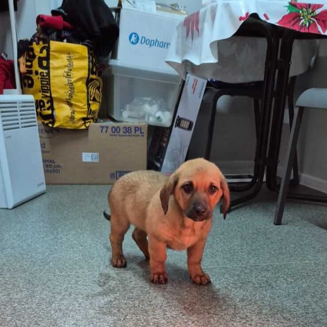 Hündinnen in Rumänien bis 11 Monate, Livia