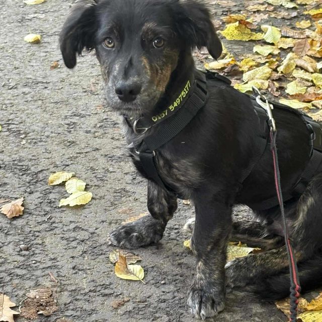 Rüden in Deutschland bis 11 Monate, Muffin