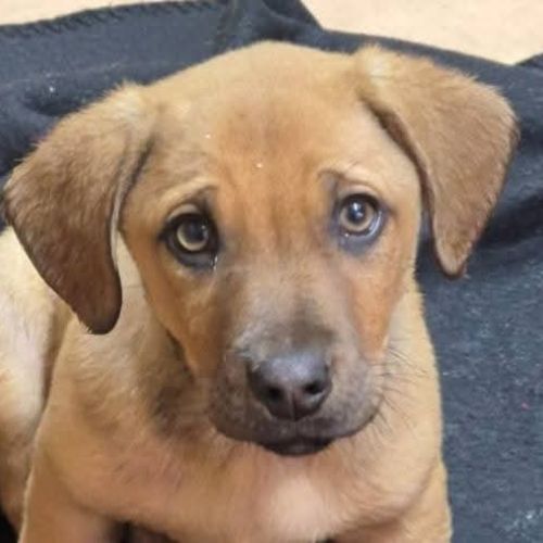 Rüden in Rumänien bis 11 Monate, Lino