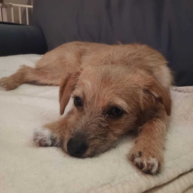 Hündinnen in Deutschland bis 11 Monate, Ella