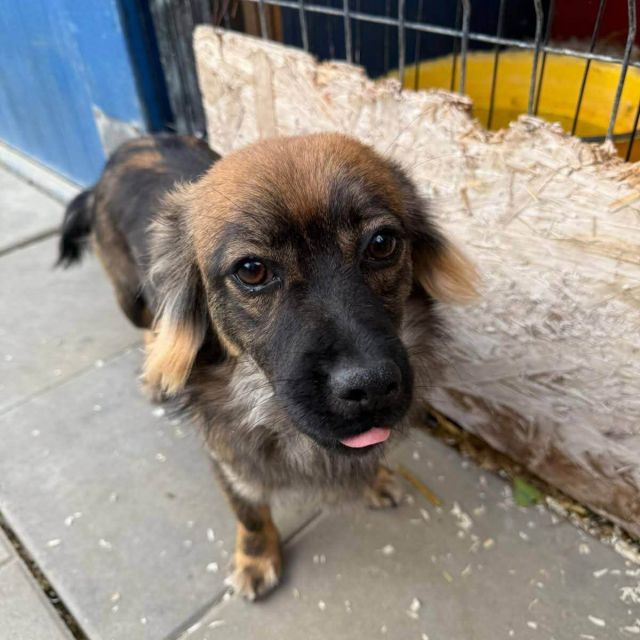 Rüden in Deutschland bis 11 Monate, Karlo