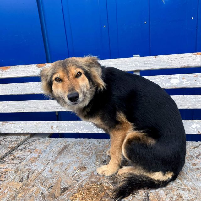 Hündinnen in Rumänien ab 12 Monate, Foxy