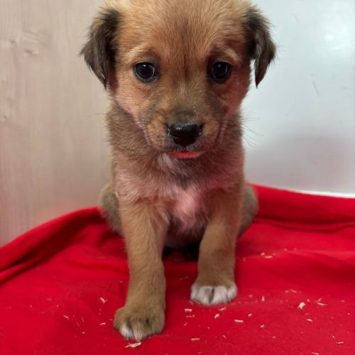 Rüden in Rumänien bis 11 Monate, Brownie