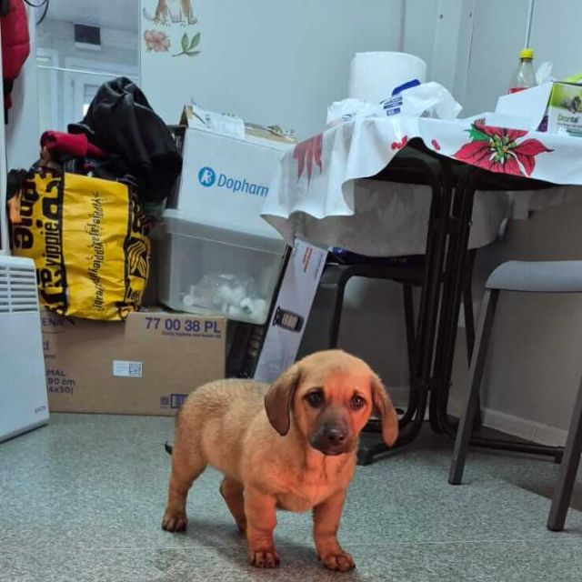 Hündinnen in Rumänien bis 11 Monate, Livia