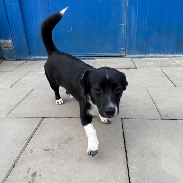 Rüden in Rumänien bis 11 Monate, Siggi