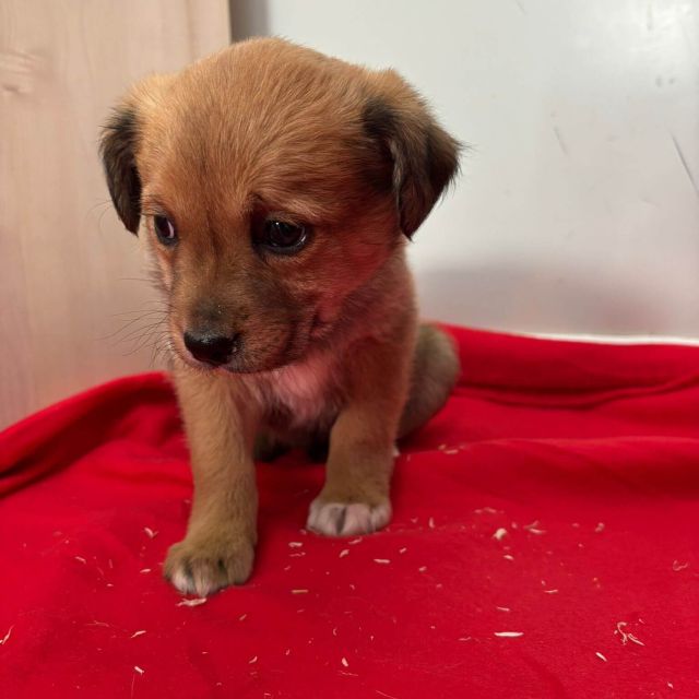 Rüden in Rumänien bis 11 Monate, Brownie
