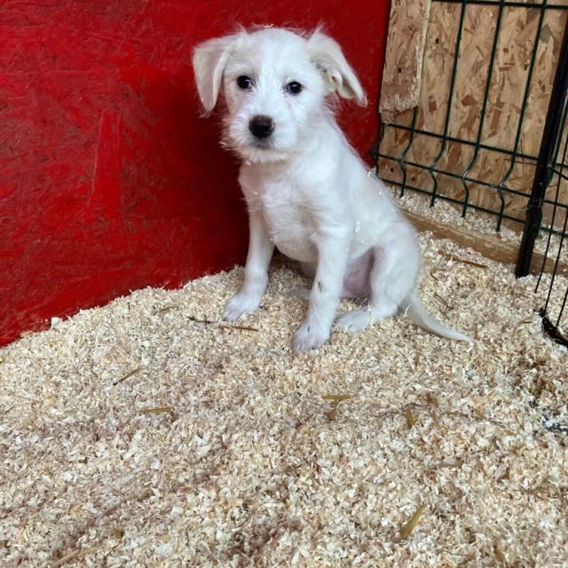 Rüden in Rumänien bis 11 Monate, Walter