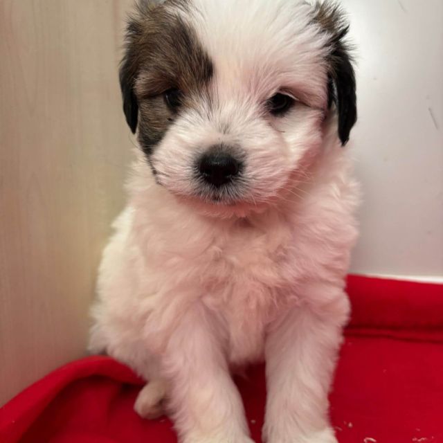 Rüden in Rumänien bis 11 Monate, Benjie