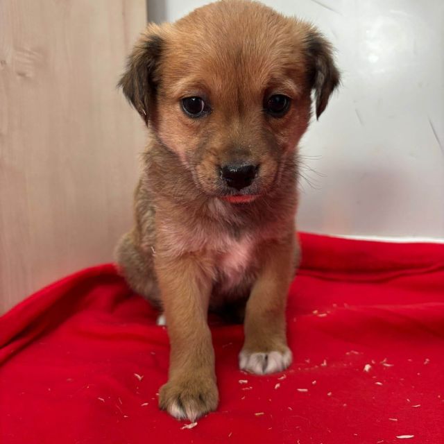 Rüden in Rumänien bis 11 Monate, Brownie