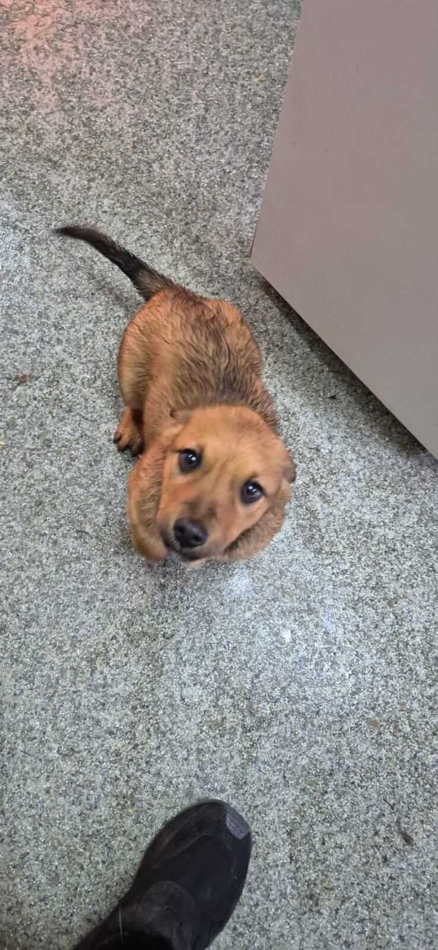 Hündinnen in Rumänien bis 11 Monate, Luna