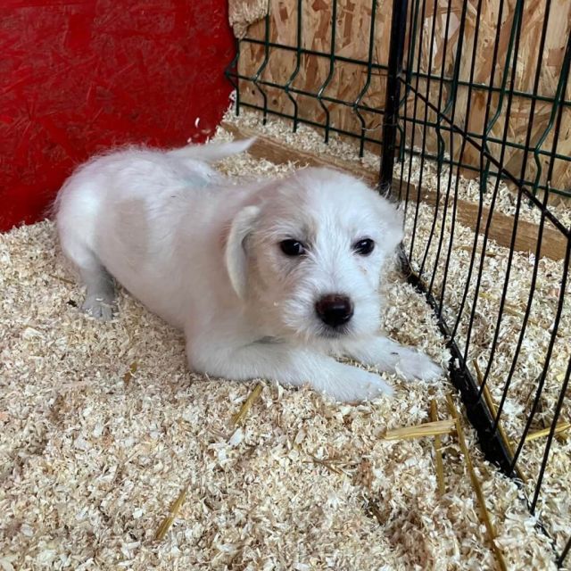 Rüden in Rumänien bis 11 Monate, Walter