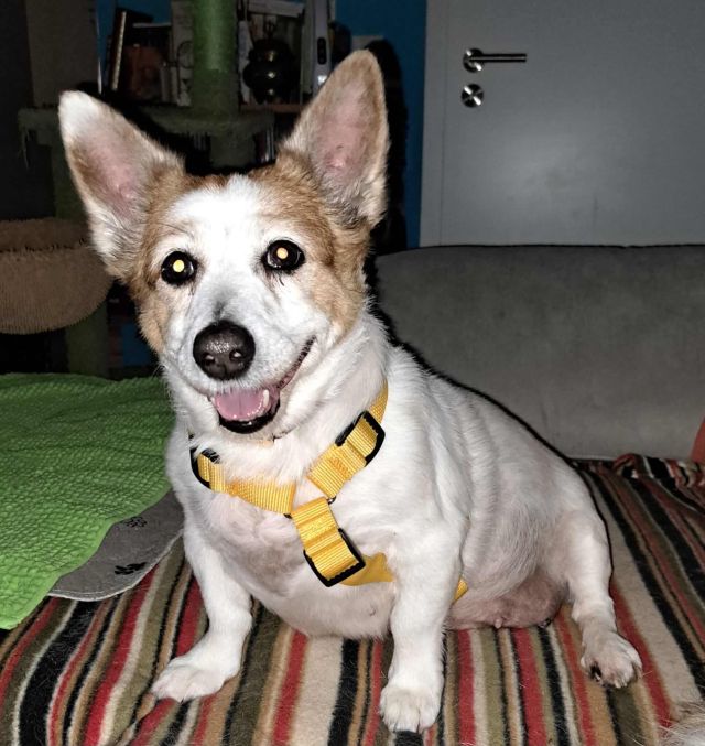 Hündinnen in Deutschland ab 12 Monate, Bobita