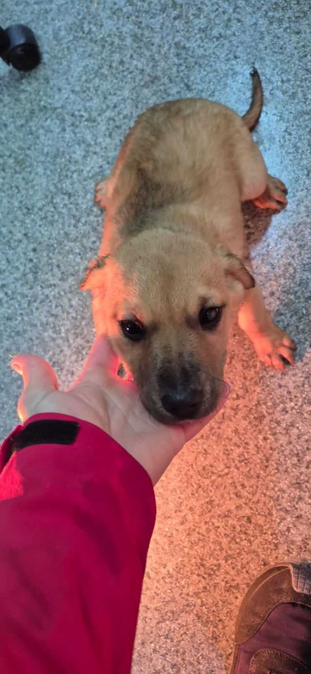 Hündinnen in Rumänien bis 11 Monate, Leena