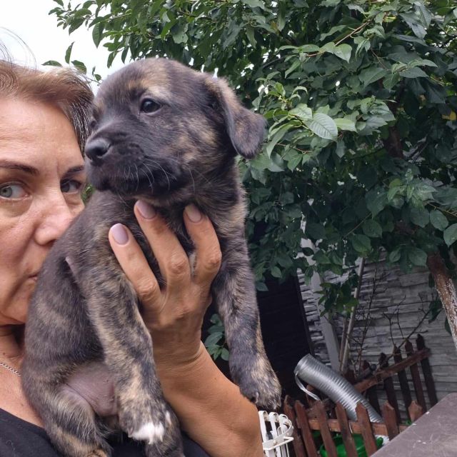 Rüden in Rumänien bis 11 Monate, Mucki