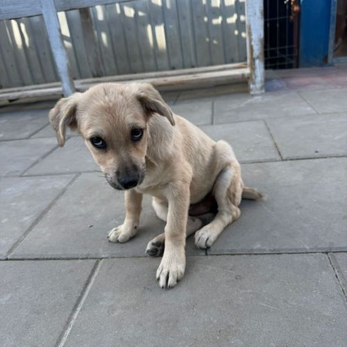 Hündinnen in Rumänien bis 11 Monate, Sira