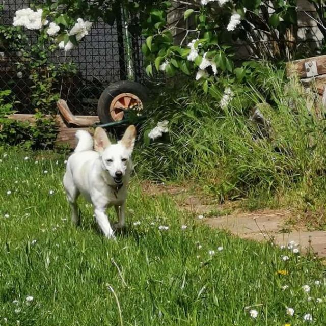 Hunde mit besonderen Bedürfnissen, Vermittlungshilfe Jana, Galerie, Foto 4