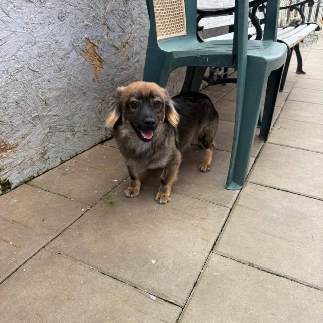 Rüden in Deutschland bis 11 Monate, Karlo