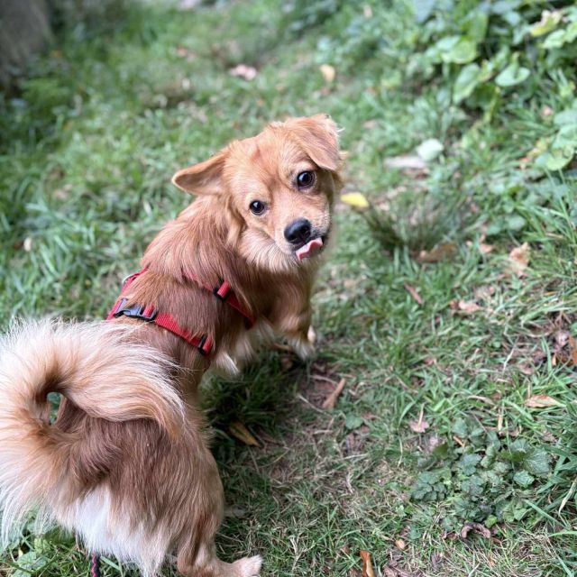 Rüden in Deutschland ab 12 Monate, Harry