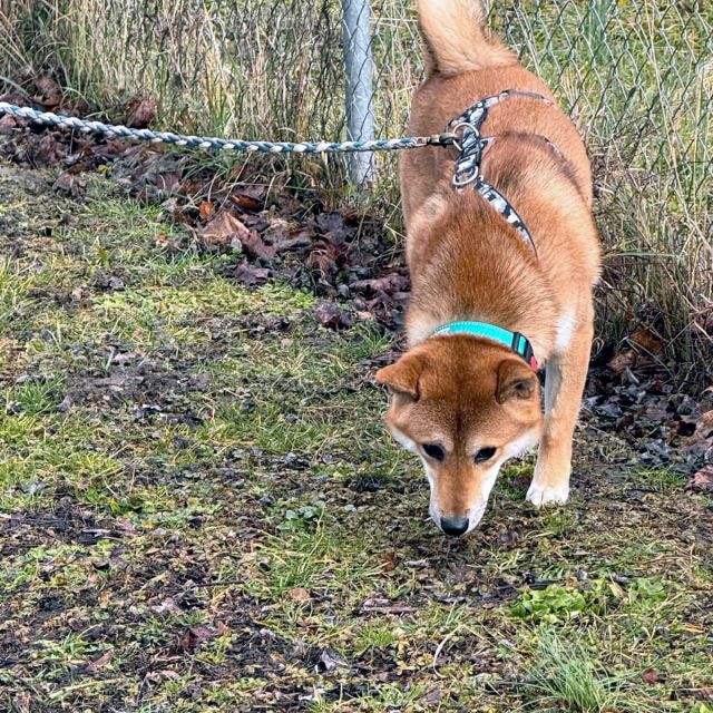 Rüden in Deutschland bis 11 Monate, Mochi