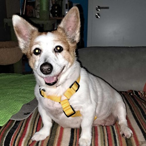 Hündinnen in Rumänien ab 12 Monate, Bobita