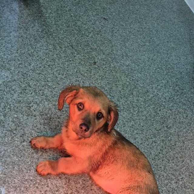 Hündinnen in Rumänien bis 11 Monate, Luna