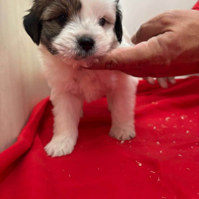 Rüden in Rumänien bis 11 Monate, Benjie