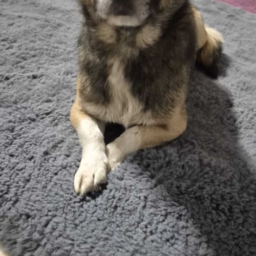 Hündinnen in Rumänien ab 12 Monate, Sofie