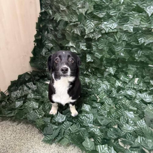 Rüden in Rumänien bis 11 Monate, Siggi