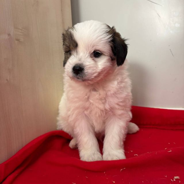 Rüden in Rumänien bis 11 Monate, Benjie