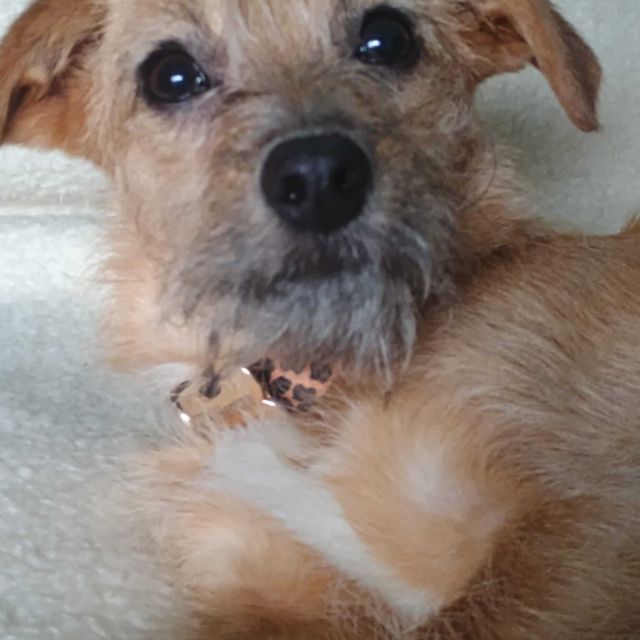 Hündinnen in Deutschland bis 11 Monate, Ella