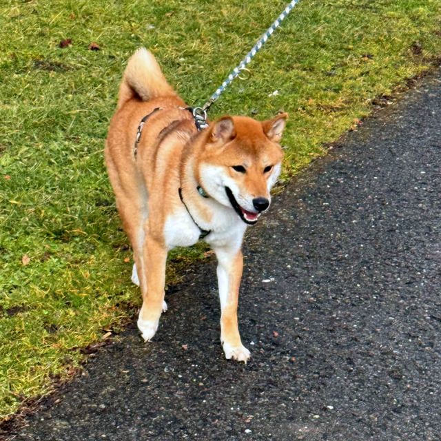 Rüden in Deutschland bis 11 Monate, Mochi