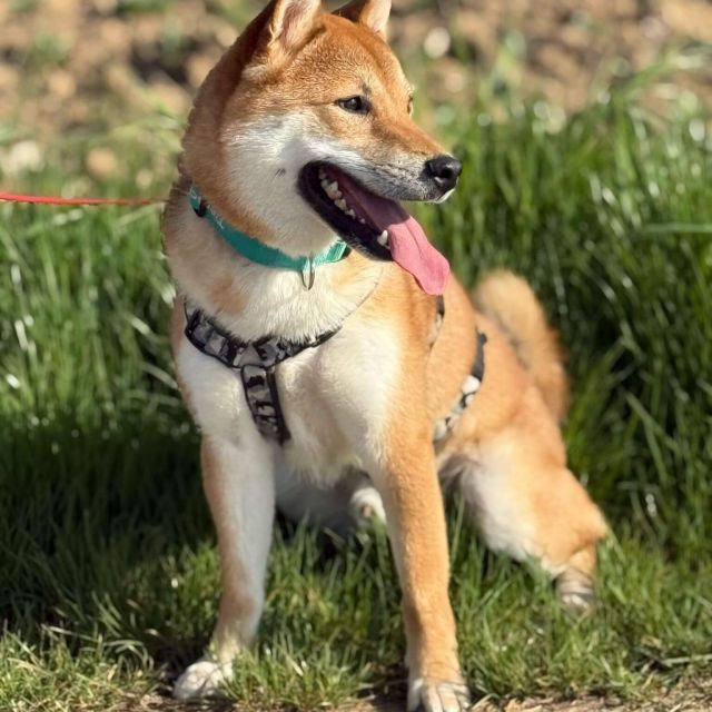 Rüden in Deutschland bis 11 Monate, Mochi