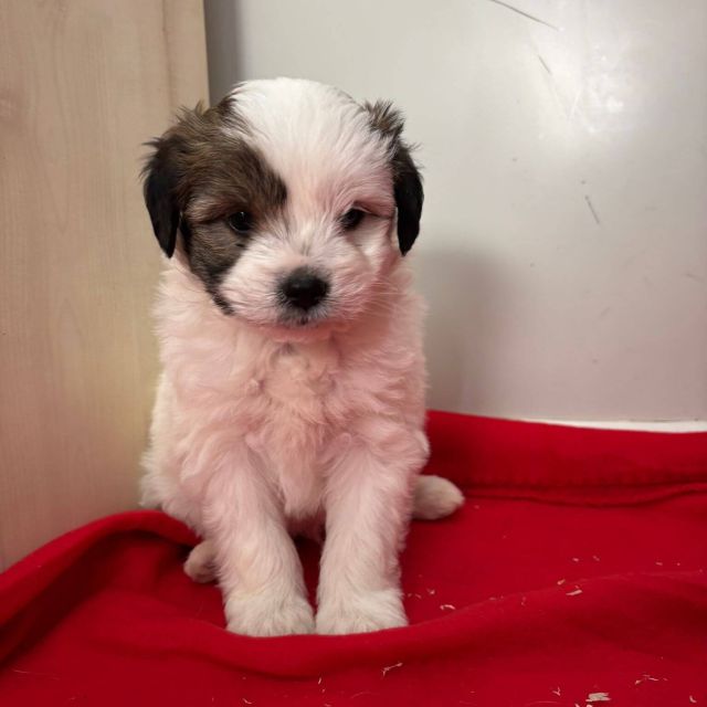 Rüden in Rumänien bis 11 Monate, Benjie