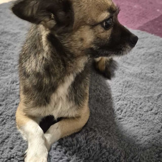 Hündinnen in Rumänien ab 12 Monate, Sofie