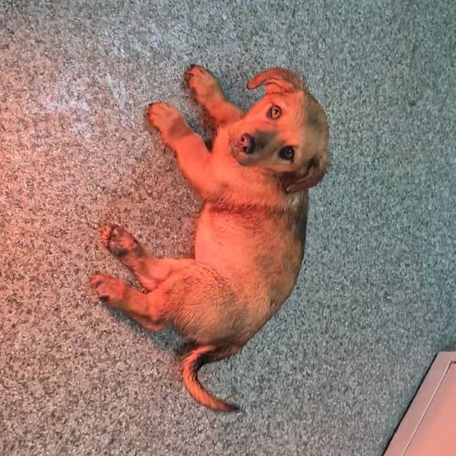 Hündinnen in Rumänien bis 11 Monate, Luna