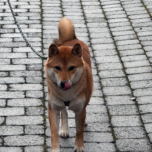 Rüden in Deutschland bis 11 Monate, Mochi