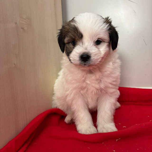 Rüden in Rumänien bis 11 Monate, Benjie