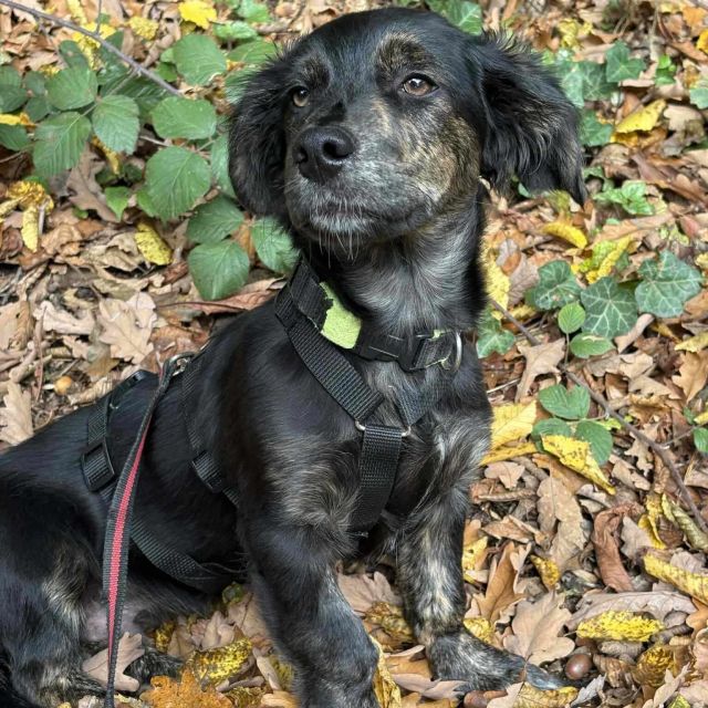 Rüden in Deutschland bis 11 Monate, Muffin