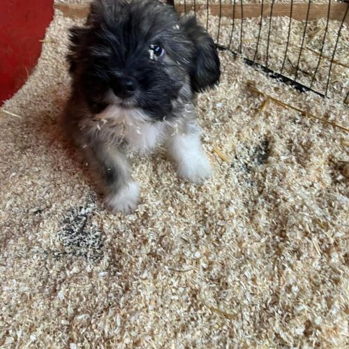 Rüden in Rumänien bis 11 Monate, Wini