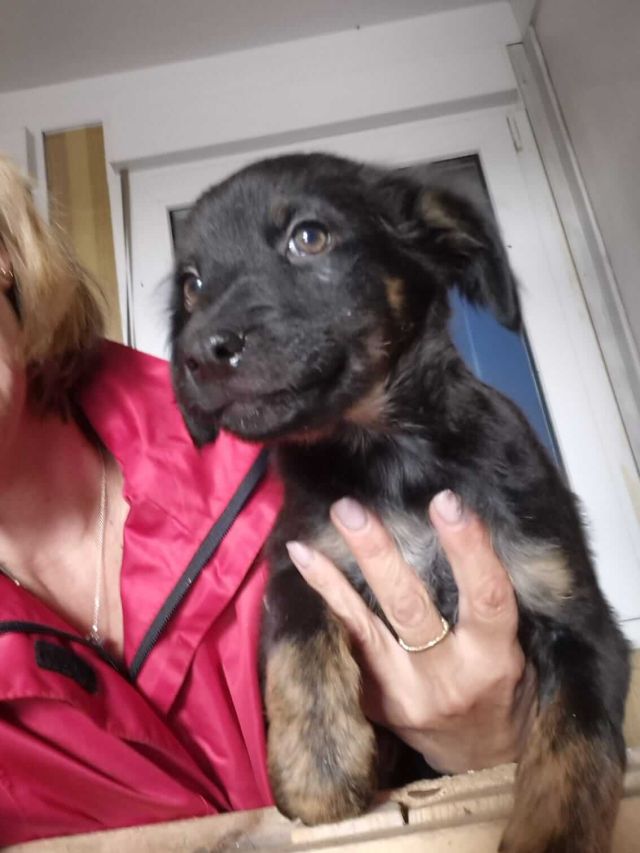 Rüden in Rumänien ab 12 Monate, Theo